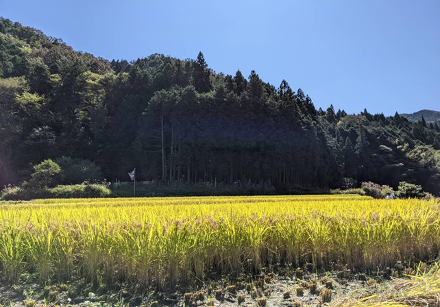 活動エリアの田んぼ